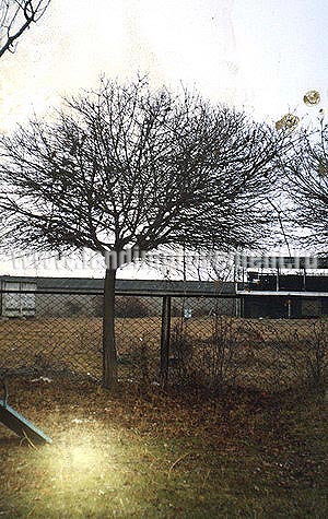Посадка клена шаровидного - озеленение загородных усадеб