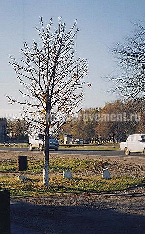 Посадка деревьев