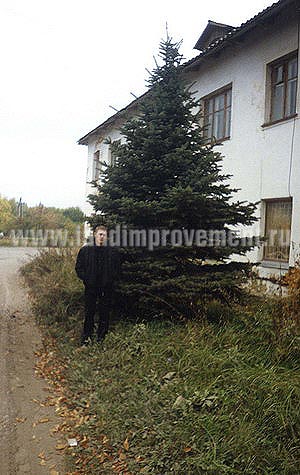 Посадка деревьев