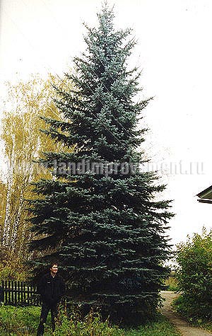 Ель колючая