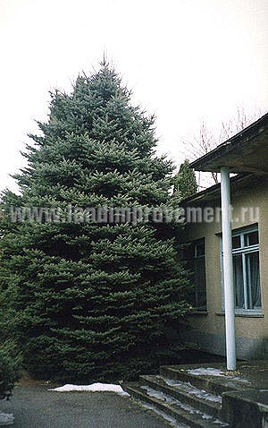 Посадка голубой ели