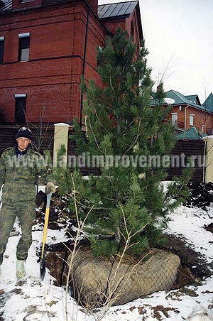 Посадка деревьев и кустарников