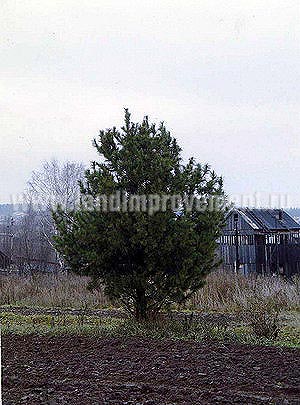 Кедр сибирский - продажа, посадка, уход